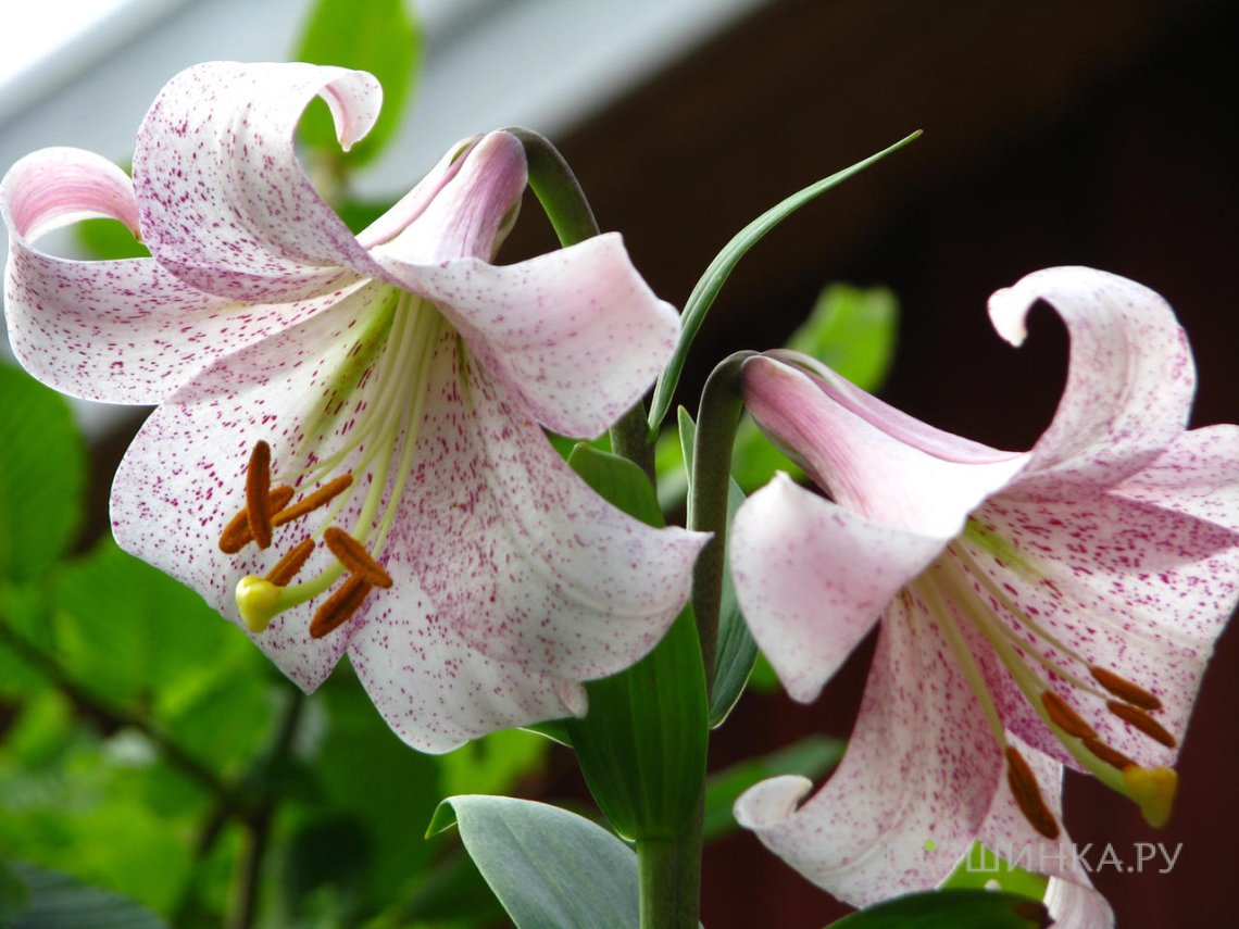 Лилия Ланкон лонгифлорум/ 2шт