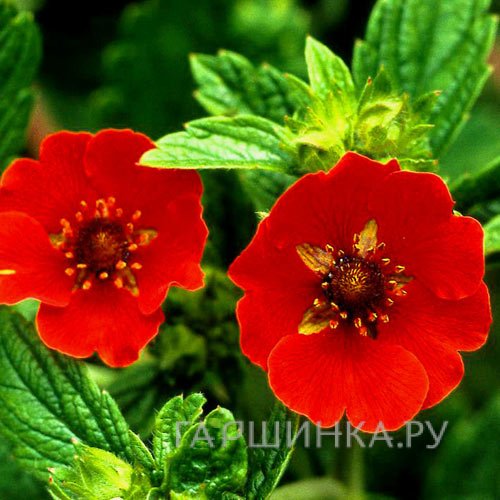 Лапчатка травянистая Гибсон Скарлет