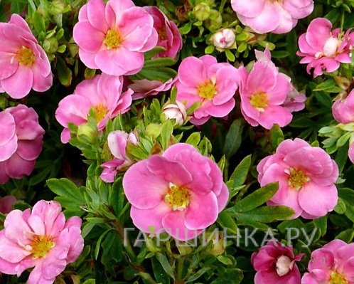 Лапчатка кустарниковая Пинк Парадайз