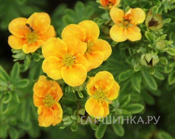 Лапчатка кустарниковая Манго Танго