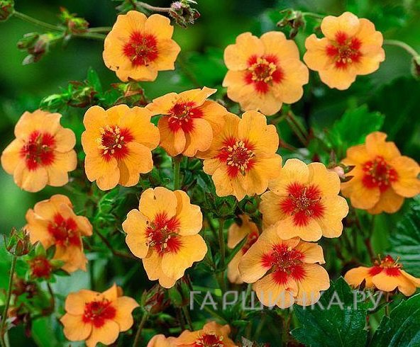 Лапчатка травянистая Тонги