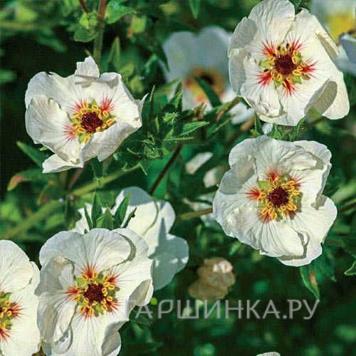 Лапчатка травянистая Vogue