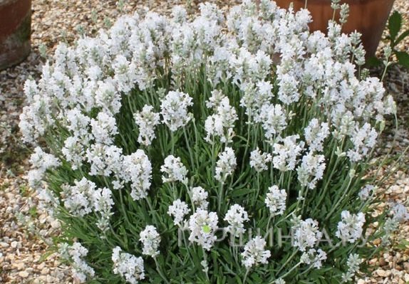 Лаванда Арктик Сноу