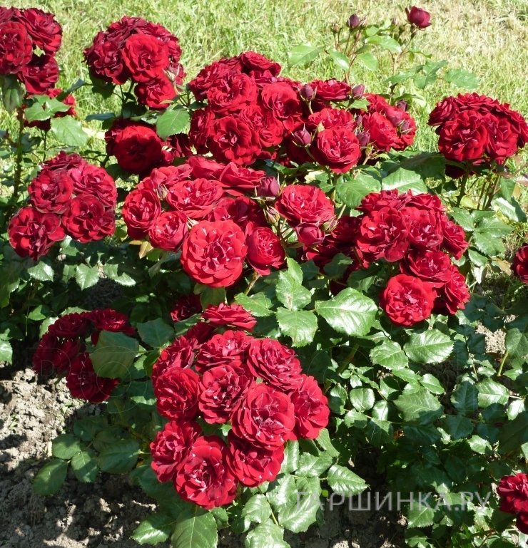 Роза Лаваглут флорибунда, Топалович (лиц)