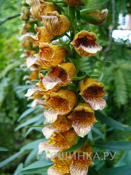 Наперстянка Laevigata NEW!