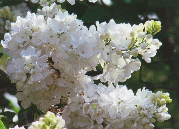 Сирень Лебедушка