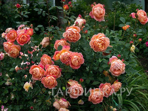 Роза Леди оф Шалотт, Д.Остин кустарниковая (лиц)