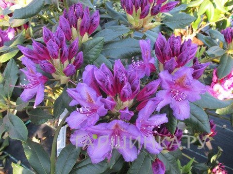 Рододендрон гибридный Лис Дарк Перпл