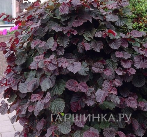 Лещина крупная Пурпуреа