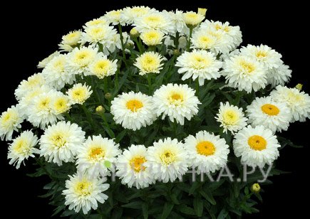 Ромашка (Нивяник) Макарун