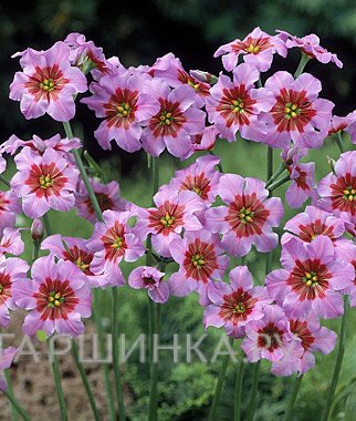 Левкокорина Andes 10шт