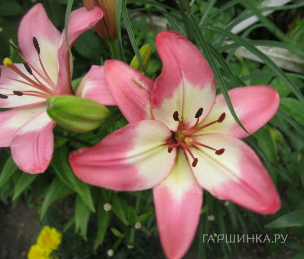 Лилия Леви азиатская