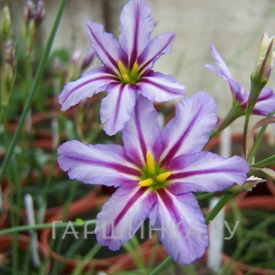 Левкокорина Spotlight 10шт