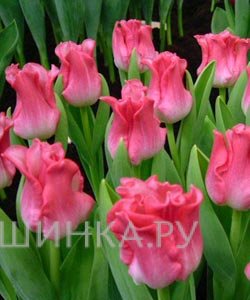 Тюльпан Либерстар Триумф 5шт.