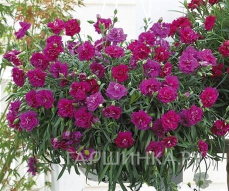 Гвоздика Лилак Блек