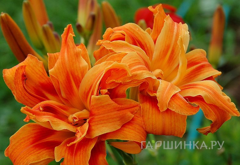 Лилейник Априкот Бьюти