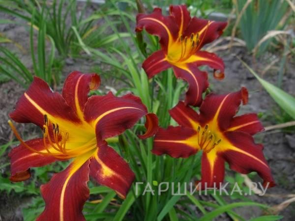 Лилейник-спайдер Отум Ред