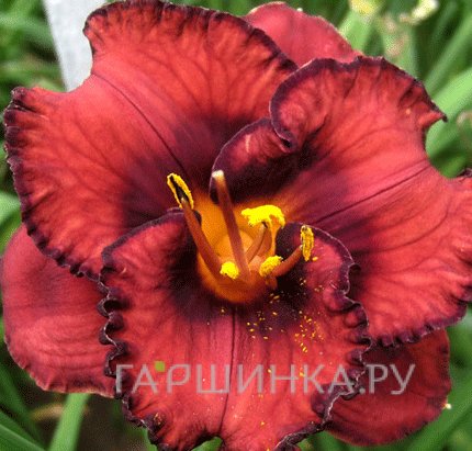 Лилейник Беррилишис