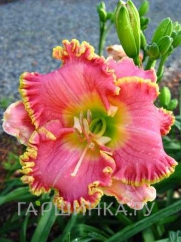 Лилейник Дивас Чойс