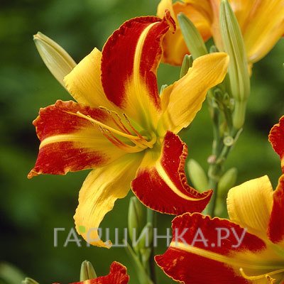 Лилейник Франс Халс