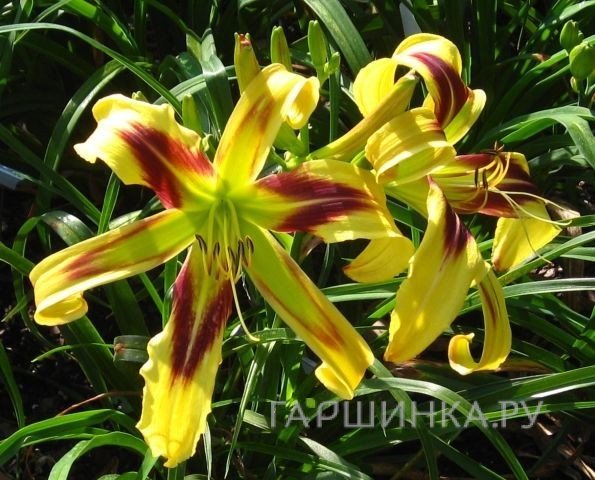 Лилейник-спайдер гибридный Фри Веллин