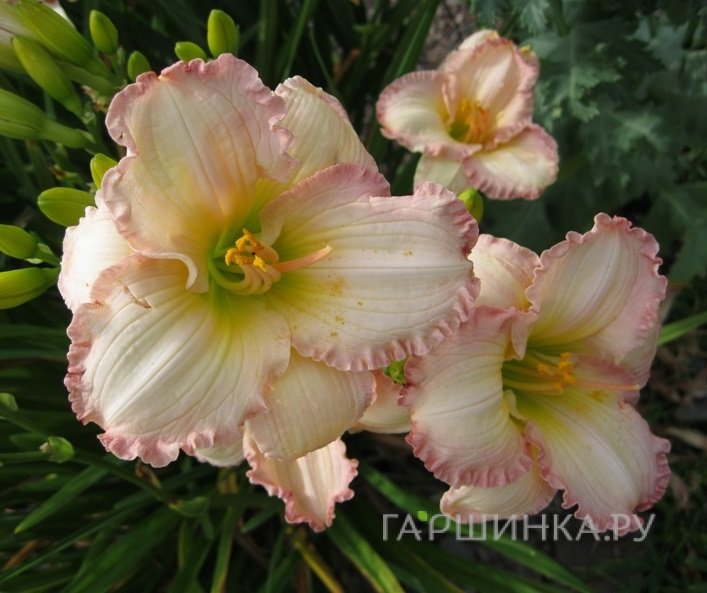 Лилейник Фростид Винтаж Раффлз