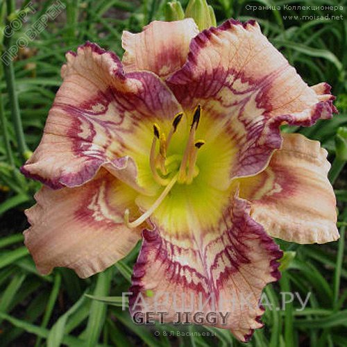 Лилейник Get Jiggy