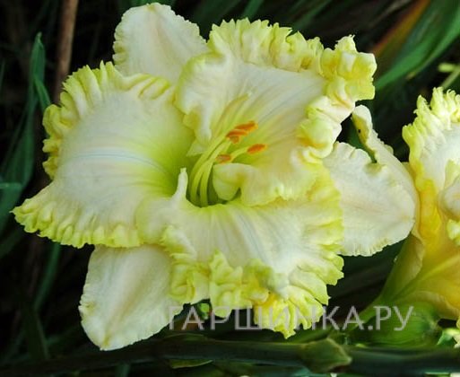 Лилейник Грин Мистик