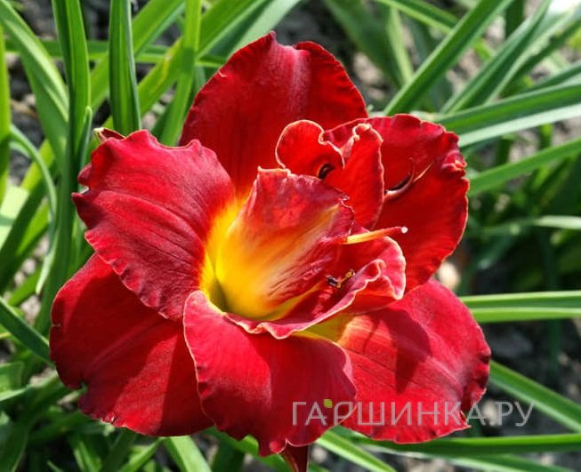 Лилейник Хайленд Лорд