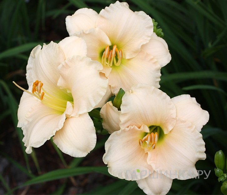 Лилейник Лулаби Бэби