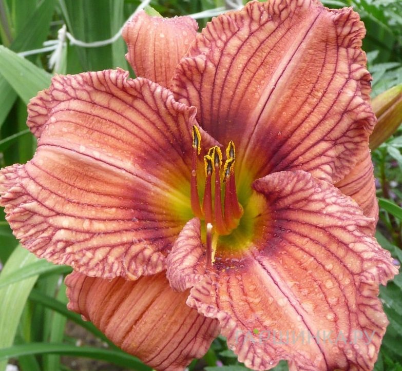 Лилейник Ноувер ту Хайд