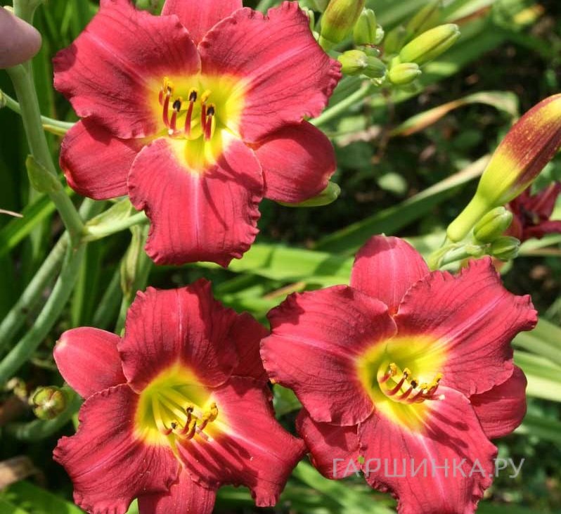 Лилейник Пардон Ми