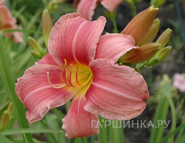 Лилейник Прэйри Белс