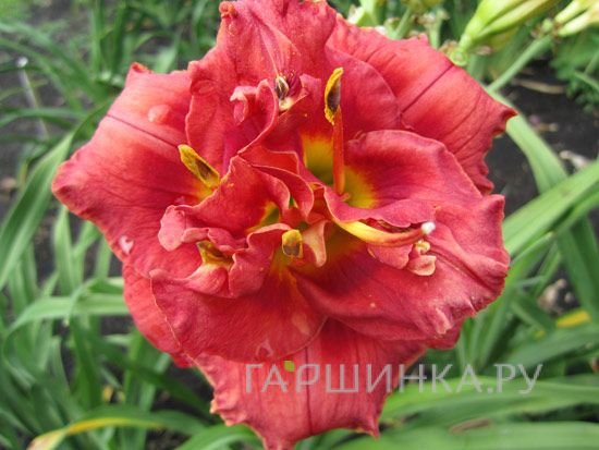 Лилейник Роуз Корсаж