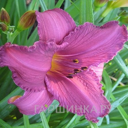 Лилейник Саммер Вайн