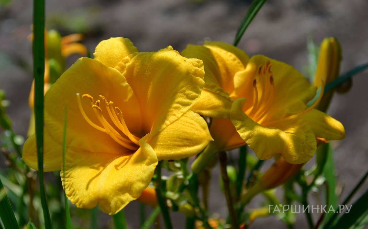 Лилейник Стелла де Оро