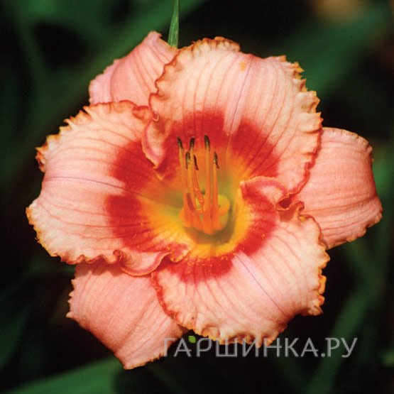 Лилейник Строберри Кэнди