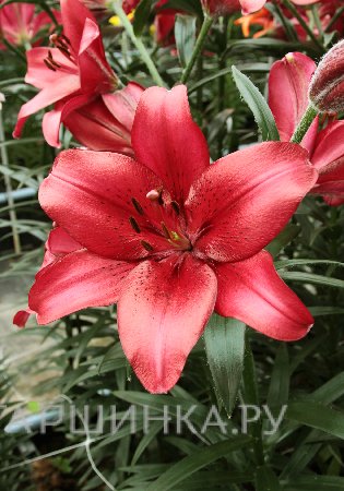 Лилия Ред Кантри азиатская