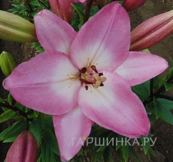 Лилия Альбуферия ЛА-гибрид светло-розовая