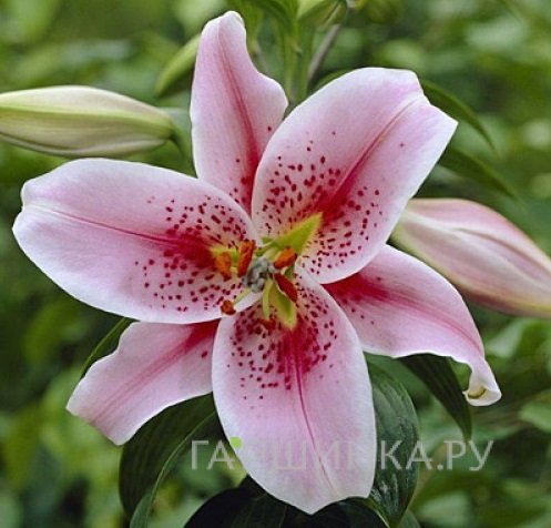 Лилия Мона Лиза восточная низкорослая/ 2шт