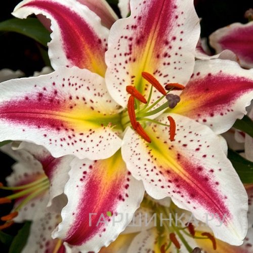 Лилия Плейтайм восточная /2шт