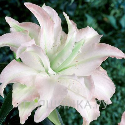 Лилия Сноуборд восточная махровая /2шт