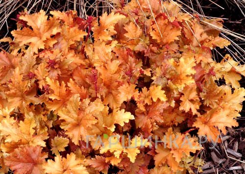 Гейхера Амбер Вэйвс
