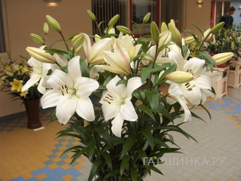 Лилия Литоувен ЛА-гибрид белая