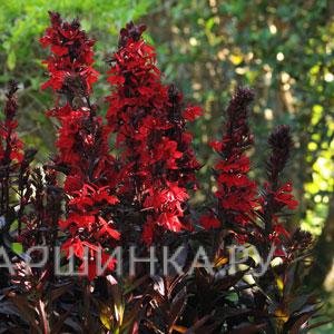 Лобелия Красный вулкан