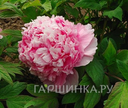 Пион Розовый Лу древовидный розовый