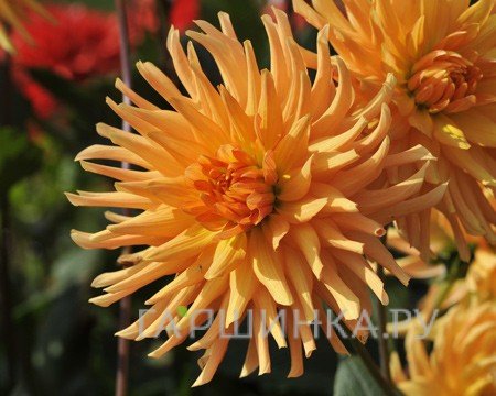 Георгина Людвиг Хелферт кактусовидная