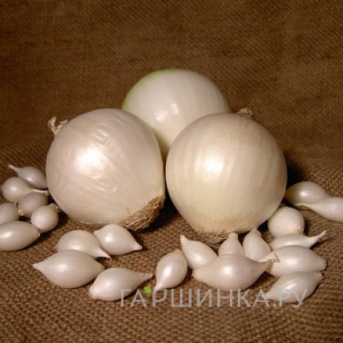 Лук-севок Сноуболл 0,5кг