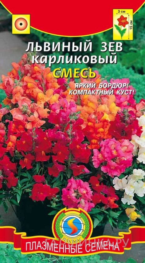 Львиный зев карликовый Смесь