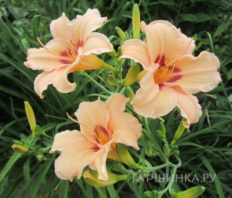 Лилейник Лин Хол